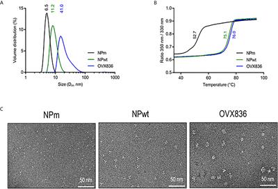 OVX836 Heptameric Nucleoprotein Vaccine Generates Lung Tissue-Resident Memory CD8+ T-Cells for Cross-Protection Against Influenza